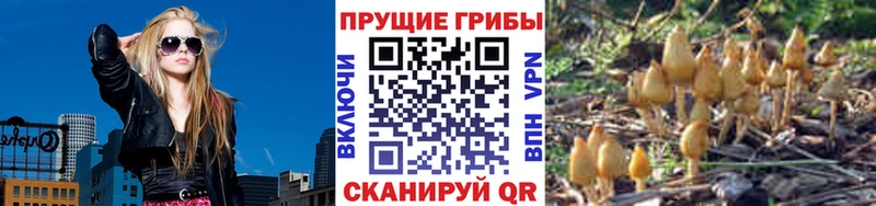 Галлюциногенные грибы Cubensis Камышин